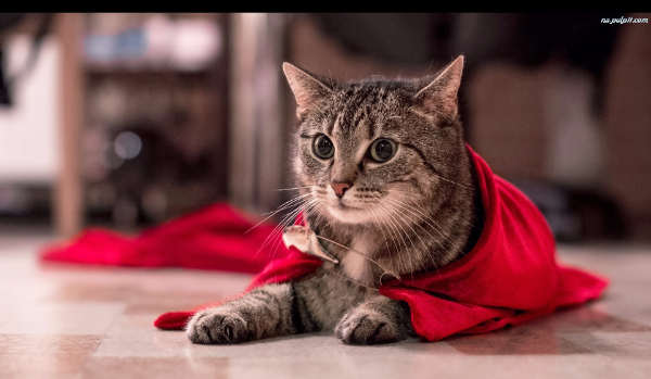 Gdybys byl bohaterem…