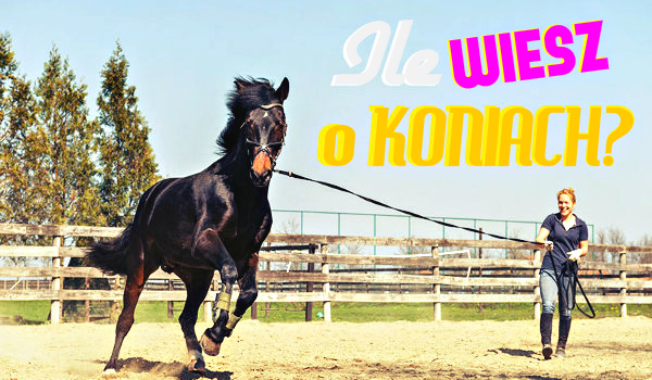 Ile wiesz o koniach? #1