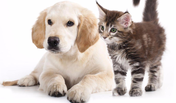 JESTEŚ KOTEM CZY PSEM? SPRAWDŹ!