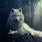 BrazowookaBrazowooka