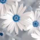 Blue_white