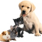 PrincessAnimalsPokemon