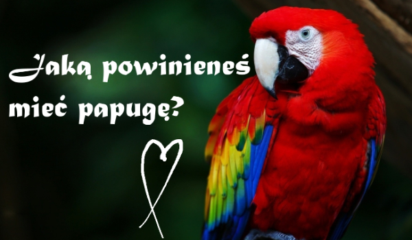 Jaką powinieneś mieć papugę?