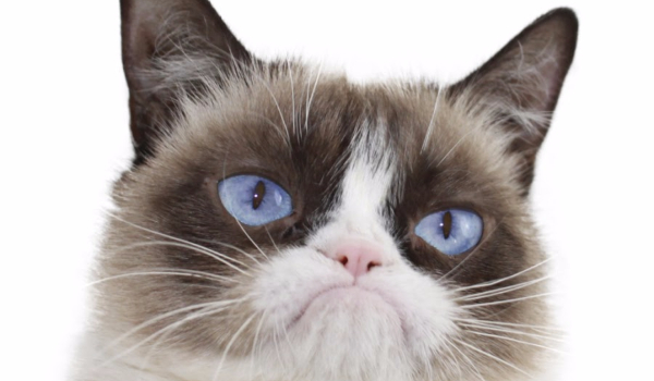 Czy Grumpy Cat Cię polubi?