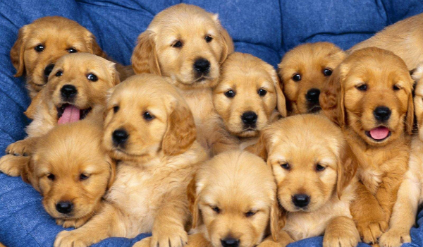 Czy dopasujesz rasy psów ?