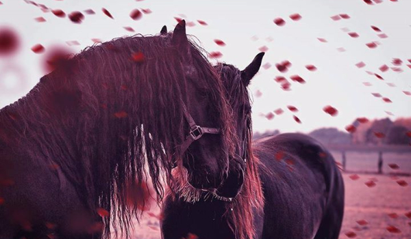 Miłość w koniach #1