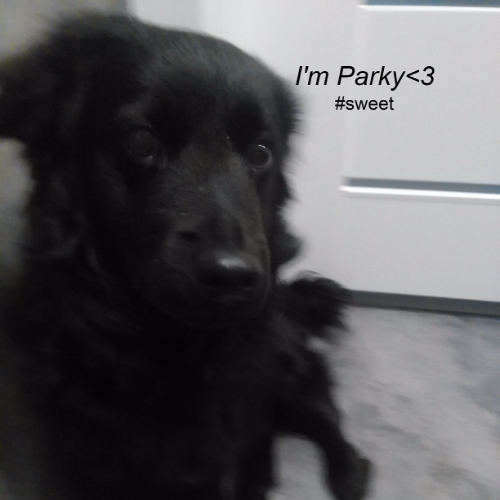 Parker_Dog