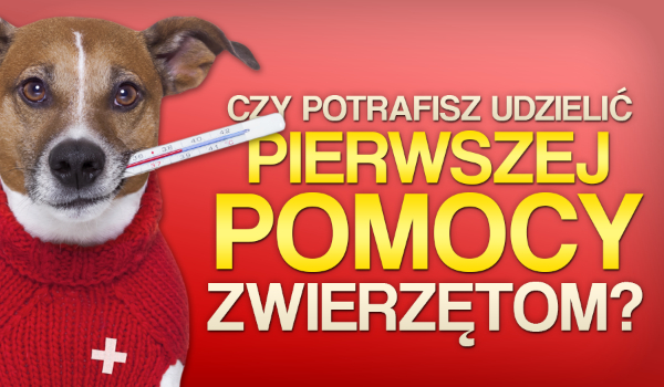 Czy potrafisz udzielić pierwszej pomocy zwierzętom?