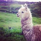 Lama2005