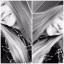 Weronika_Wera_Wercia