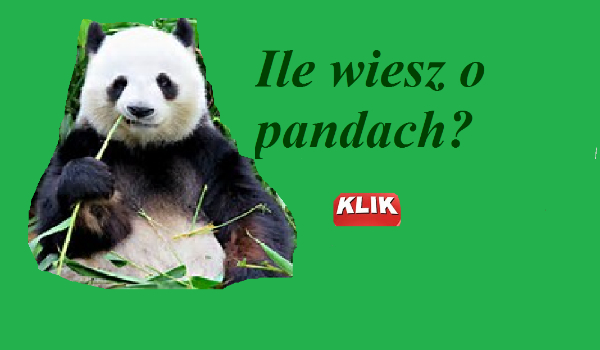 Ile wiesz o pandach?