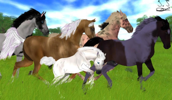 Jak dobrze znasz rasy koni w Star Stable Online