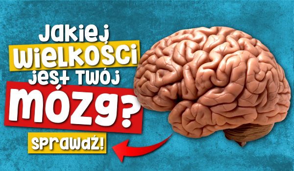 Jakiej wielkości jest Twój mózg?