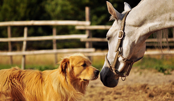 Rozpoznasz te mało znane 10 ras koni i  10 ras psów? SPRAWDŹ!