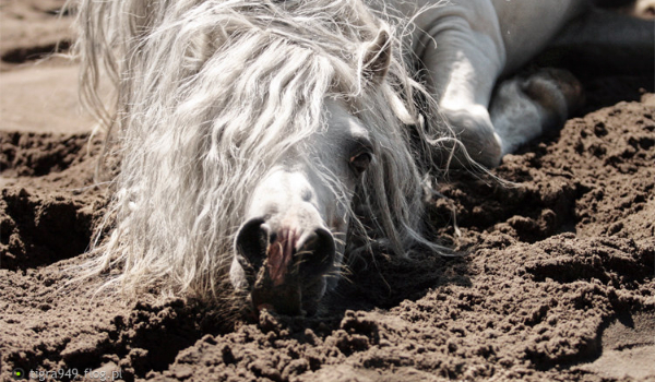 Ile wiesz o tej rasie konia? #1 Koń Andaluzyjski