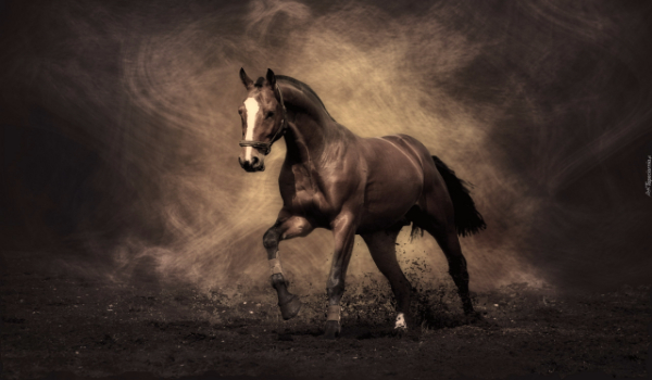 Krótki quiz o koniach