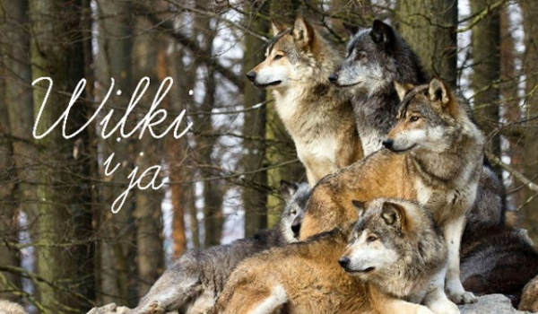Wilki i ja #4