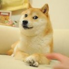 ShibuInaGirl