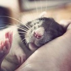RatQueen