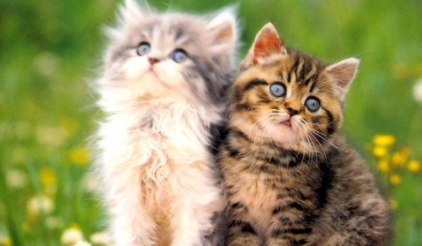 Jaką rasą kota jesteś?