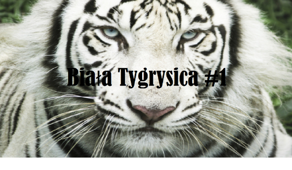 Biała Tygrysica #1.1