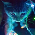 KittyChan