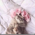XxwikusiaaaxX