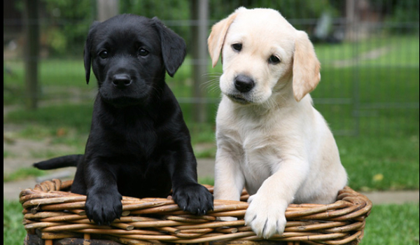 Czy jesteś pasionatem psów