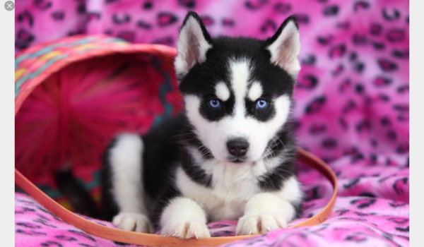 Jakim będziesz psem?