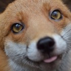 AriaFox
