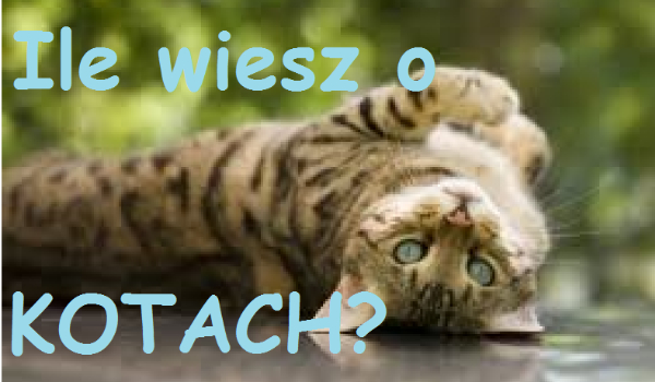 Co wiesz o kotełkach??