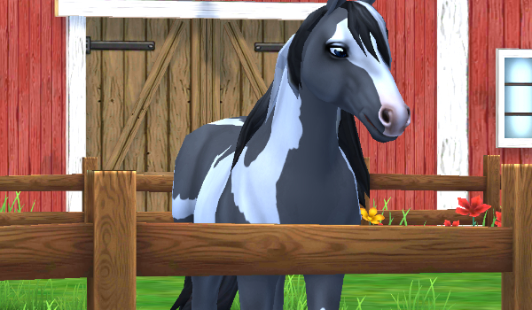 Jakim mopsem  jesteś