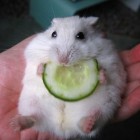 PandaKarolcia
