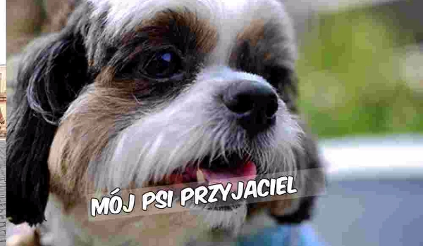 Mój psi przyjaciel