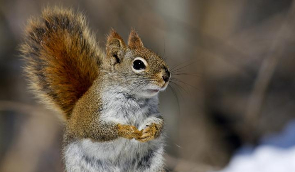 Jak lubisz wiewiórki