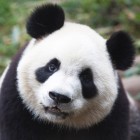 Pandziunia_a