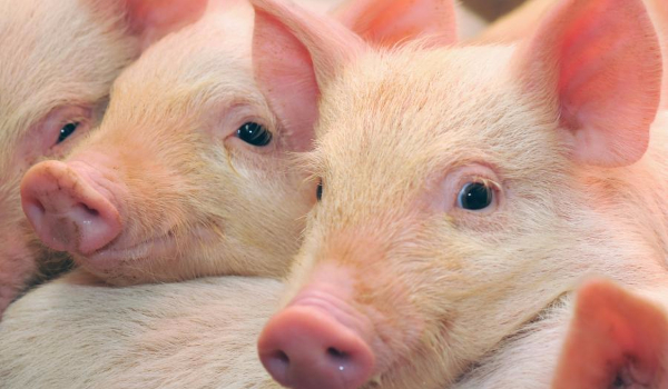 Czy jesteś świnia?