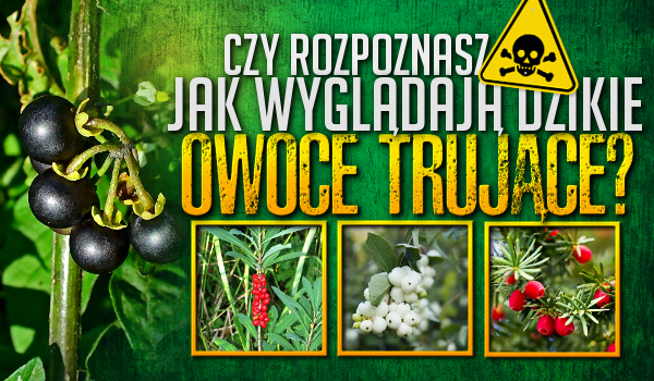 Czy rozpoznasz, jak wyglądają dzikie owoce trujące?
