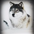 BellaSnow