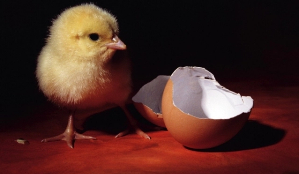Co było pierwsze kura czy jajko???