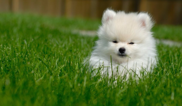 Bardzo łatwy test o psach