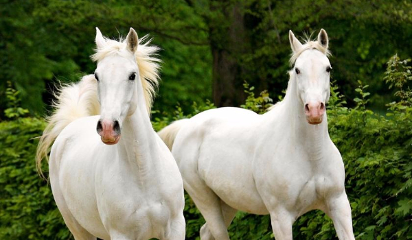 Rozpoznasz 15 ras koni, które na obrazku są siwe?