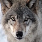 wolf_1