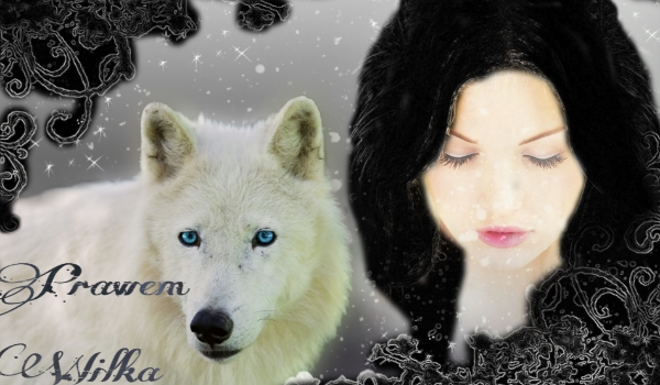Prawem Wilka #4