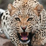 gepard