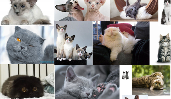 czy rozpoznasz mniej znane rasy kotów? =^.^=