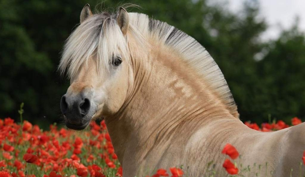 Jak znasz sprzęt jeździecki?