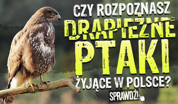 Czy rozpoznasz drapieżne ptaki żyjące w Polsce?