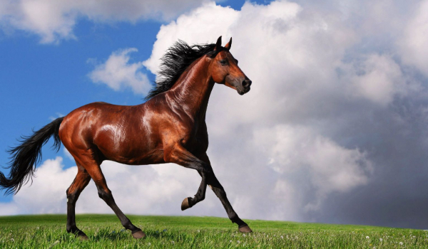 Ile wież o koniach???