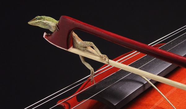 Czy rozpoznasz znane instrumenty strunowe?